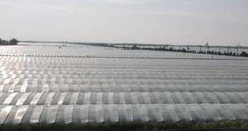 湖南pvc農(nóng)膜價格